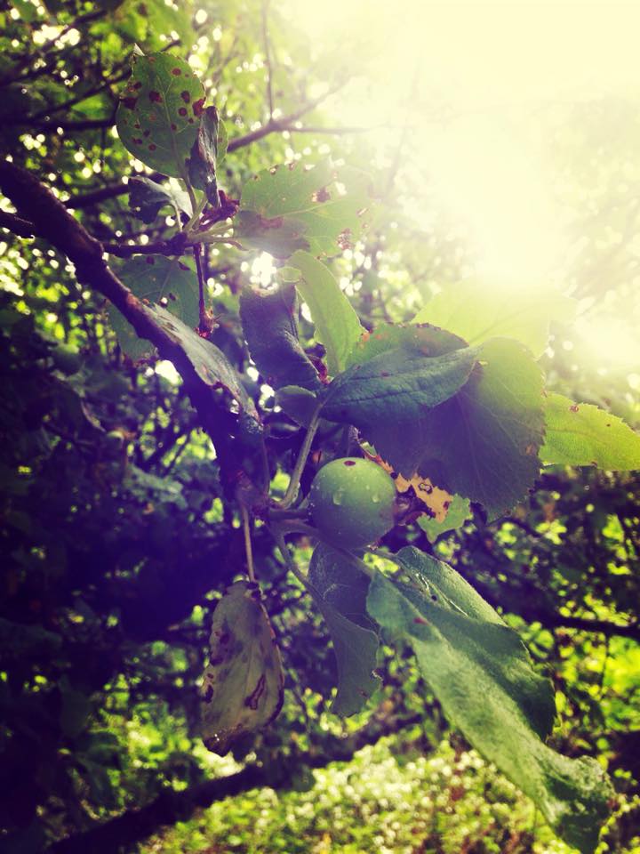 baby apple